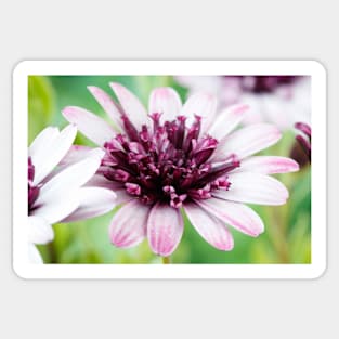 Osteospermum  Flower Power Double Series  Double berry white Sticker